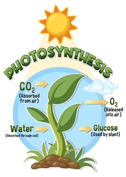 Diagram Photosynthesis Biology Life Science Education Illustration — Archivo Imágenes Vectoriales
