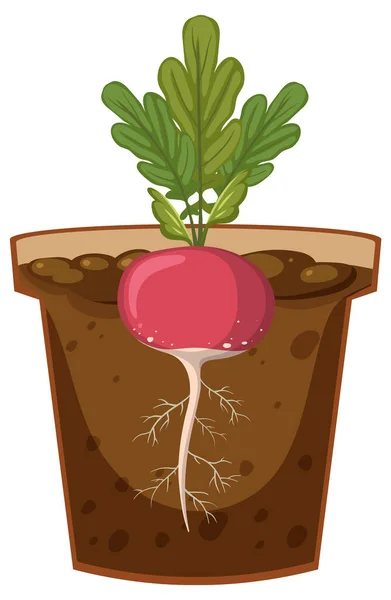 Root Radish Plant Vector Illustration — Stock Vector