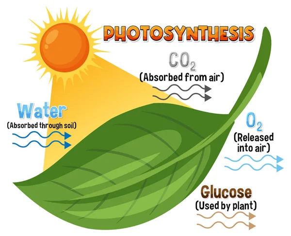 Schema Van Fotosynthese Voor Biologie Biowetenschappen Onderwijs Illustratie — Stockvector