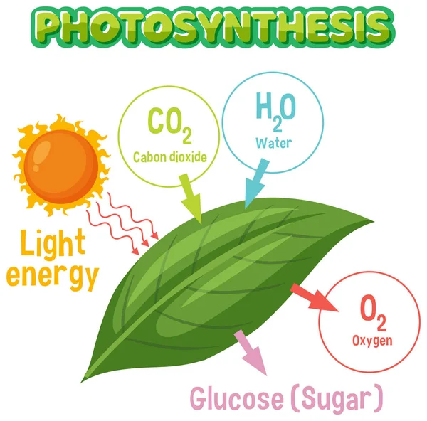 Diagram Photosynthesis Biology Life Science Education Illustration — Vettoriale Stock