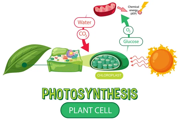 Schemat Fotosyntezy Dla Biologii Edukacji Life Science Ilustracja — Wektor stockowy
