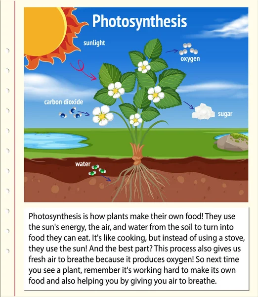 Explicación Fotosíntesis Para Biología Educación Ciencias Vida Ilustración — Vector de stock