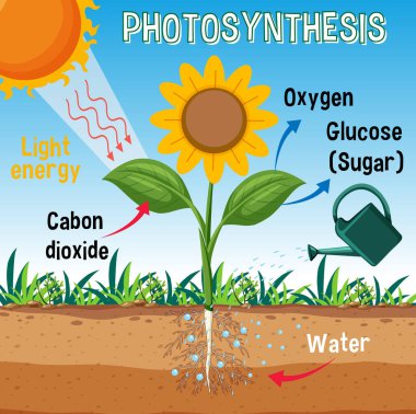 Diagram of Photosynthesis for biology and life science education illustration
