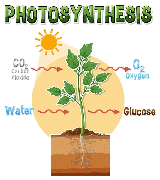 Diagram Photosynthesis Biology Life Science Education Illustration — Stock Vector