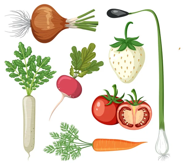 Set Vegetables White Background Illustration — Stock Vector