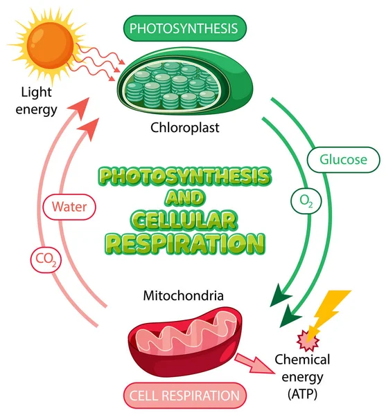 Photosynthesis Cellular Respiration Diagram Illustration — Archivo Imágenes Vectoriales