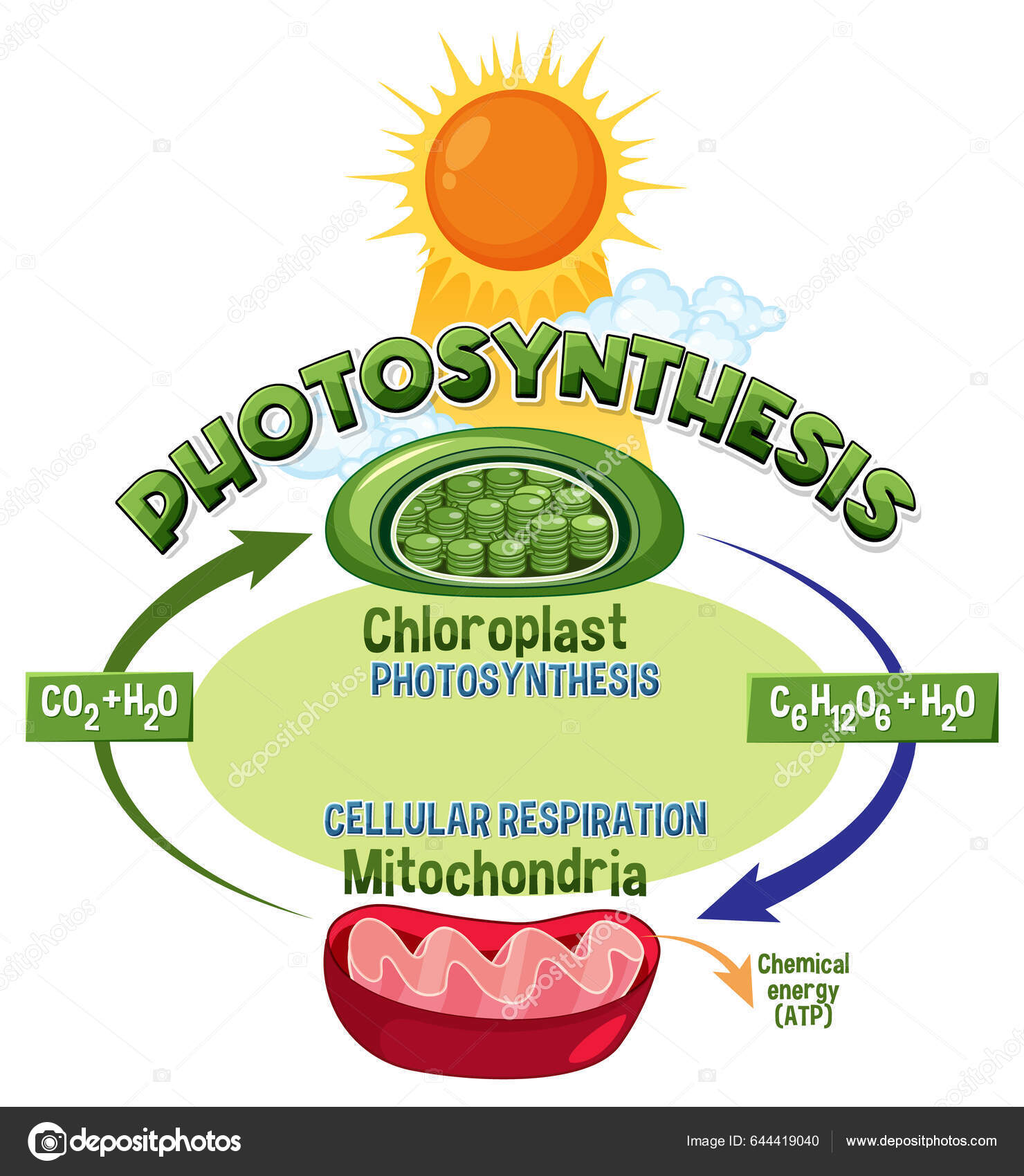 Photosynthesis Cellular Respiration Diagram Illustration Stock