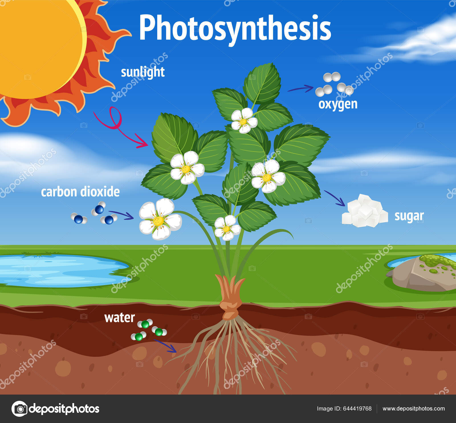 Diagram Photosynthesis Biology Life Science Education Illustration ...