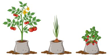 Toprak torbası resimlerinde domates soğanı ve çilek bitkisi.