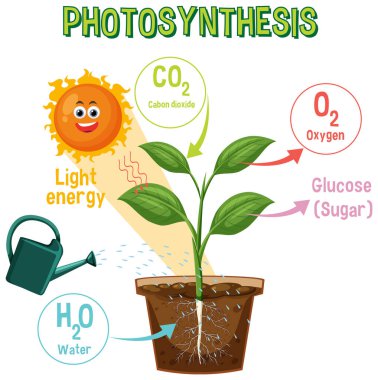 Diagram of Photosynthesis for biology and life science education illustration