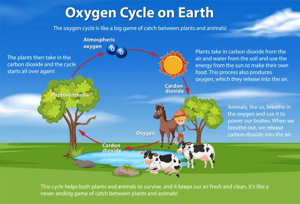 Ciclo Del Oxígeno Tierra Diagrama Ilustración — Archivo Imágenes Vectoriales