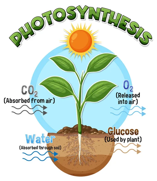 Диаграмма Фотосинтеза Иллюстрации Образования Биологии Естественным Наукам — стоковый вектор