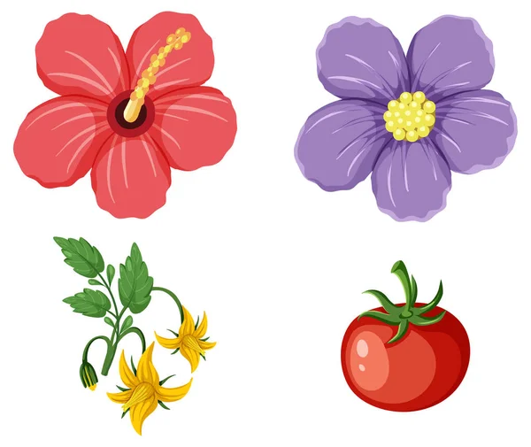 ハイビスカスの花とトマトのコレクションイラスト — ストックベクタ