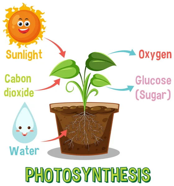 Diagram Photosynthesis Biology Life Science Education Illustration — Vector de stock