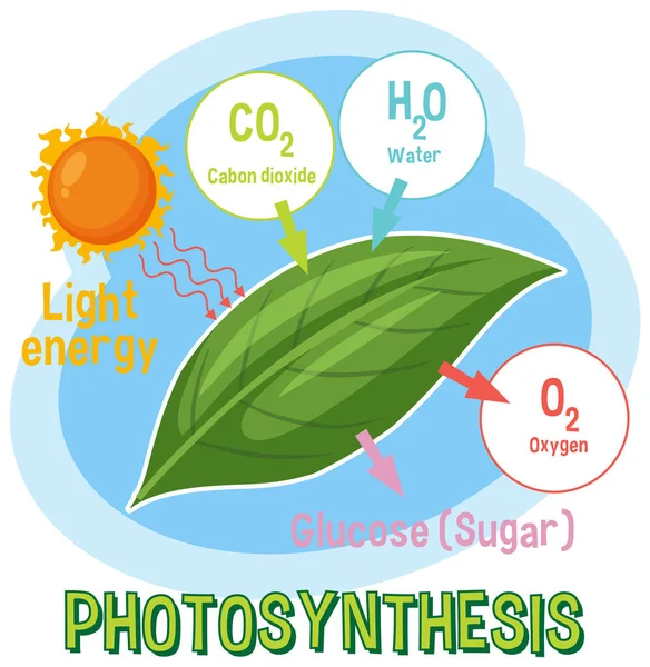 Schemat Fotosyntezy Dla Biologii Edukacji Life Science Ilustracja — Wektor stockowy