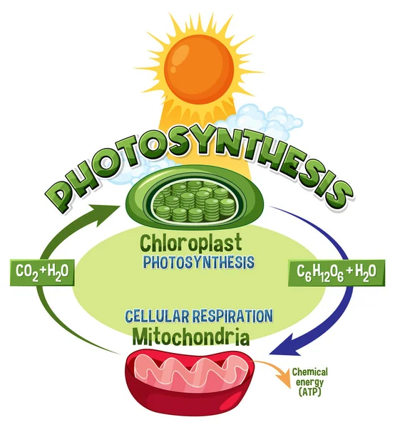 Photosynthesis Cellular Respiration Diagram Illustration — Vector de stock