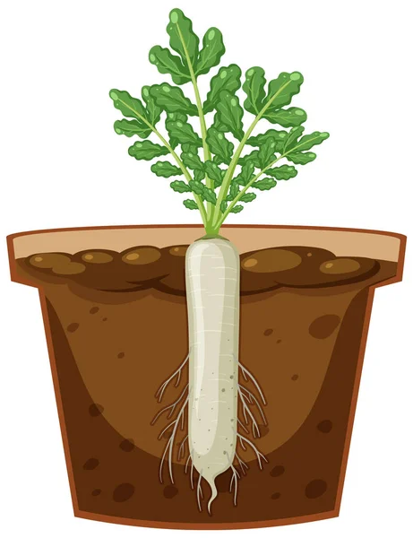 Root Daikon Plant Vector Illustration — Stock Vector