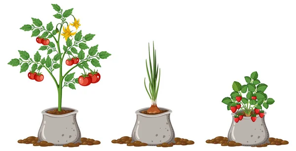土袋イラストのトマトタマネギとイチゴの植物 — ストックベクタ