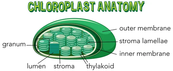 Diagram Chloroplast Anatomy Biology Life Science Education Illustration — Vector de stock