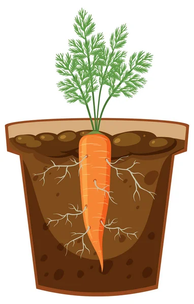 Корінь Морквяної Рослини Векторні Ілюстрації — стоковий вектор