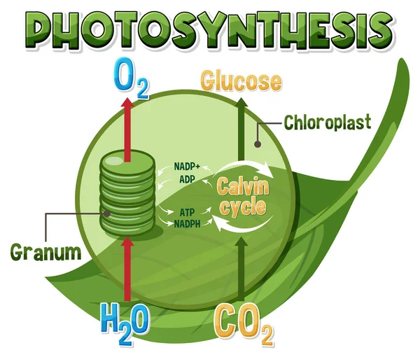 Diagram Photosynthesis Biology Life Science Education Illustration — Vector de stock