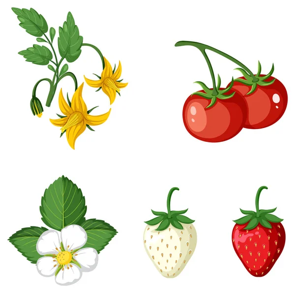 Conjunto Verduras Sobre Fondo Blanco Ilustración — Archivo Imágenes Vectoriales