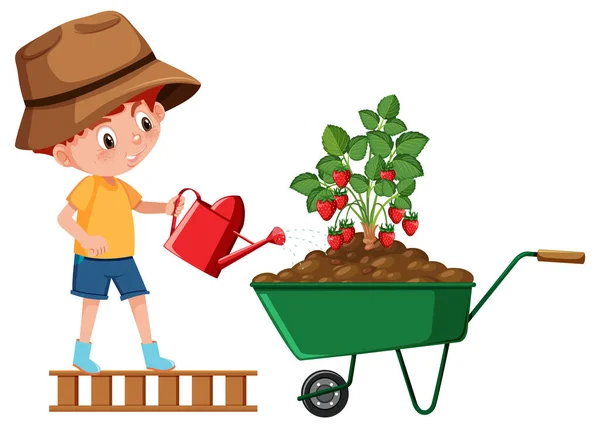 Boy Watering Strawberry Plant Wheelbarrow Illustration — Stock Vector