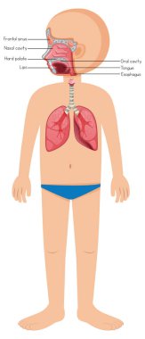 İnsan anatomisi diyagramı çizgi film stili çizimi