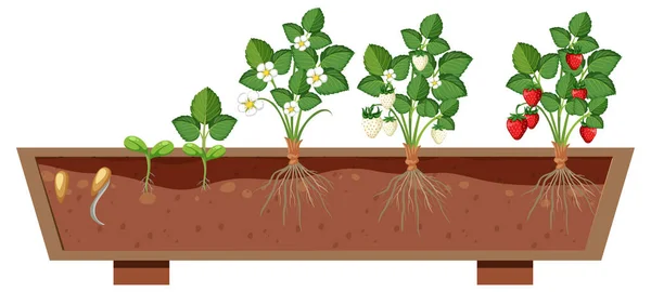 Groeistadia Van Een Aardbeienplant Illustratie — Stockvector
