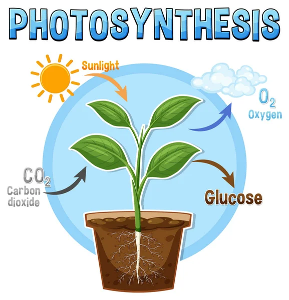 Diagrama Fotosíntesis Para Biología Educación Ciencias Vida Ilustración — Archivo Imágenes Vectoriales