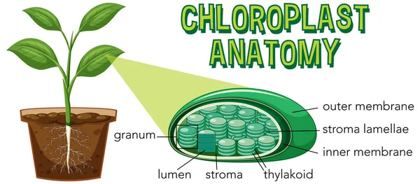 Diagram Chloroplast Anatomy Biology Life Science Education Illustration — Vector de stock