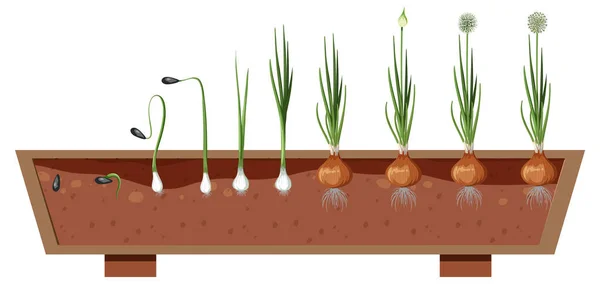 Στάδια Ανάπτυξης Ενός Κρεμμυδιού Απεικόνιση Των Φυτών — Διανυσματικό Αρχείο