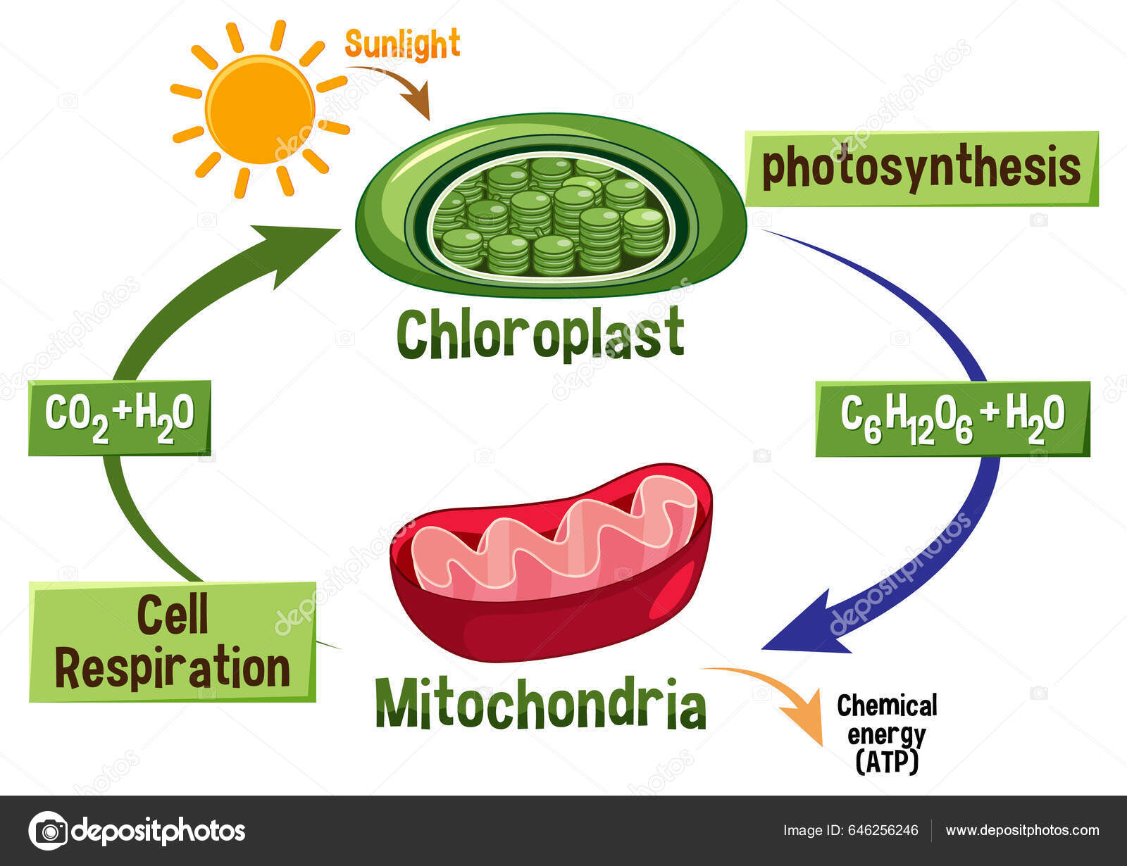Photosynthesis Cellular Respiration Diagram Illustration Stock Vector photosynthesis-cellular-respiration-diagram-illustration-stock-vector