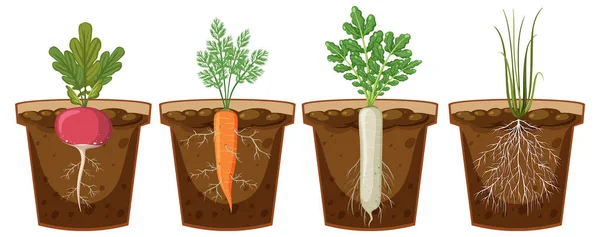 土壌イラストで成長するさまざまな植物の根のセット — ストックベクタ