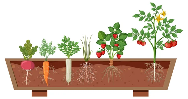 Set Van Verschillende Plantenwortels Groeien Bodem Illustratie — Stockvector