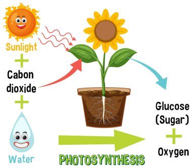 Diagram of Photosynthesis for biology and life science education illustration