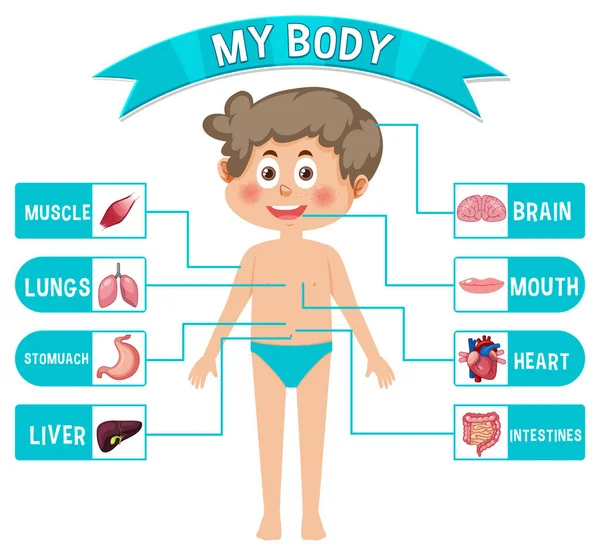 Innere Organe Des Körpers Für Kinder Illustration — Stockvektor
