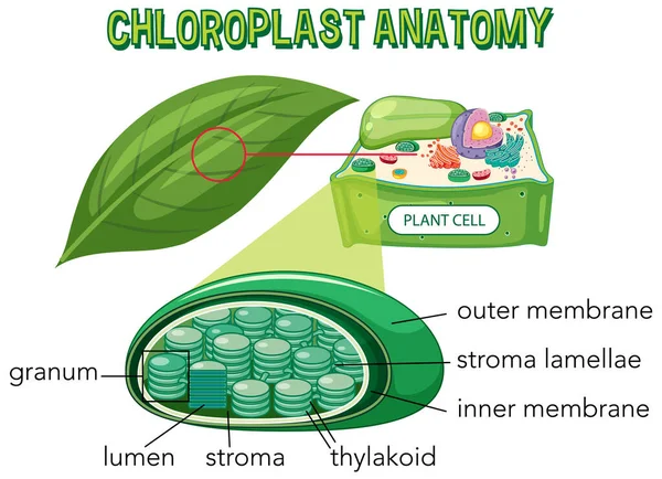 Diagrama Anatomía Del Cloroplasto Para Biología Educación Ciencias Vida Ilustración — Vector de stock