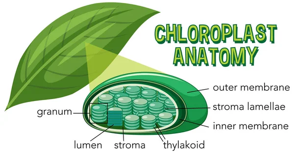 Diagrama Anatomia Cloroplasto Para Biologia Educação Ciências Vida Ilustração — Vetor de Stock