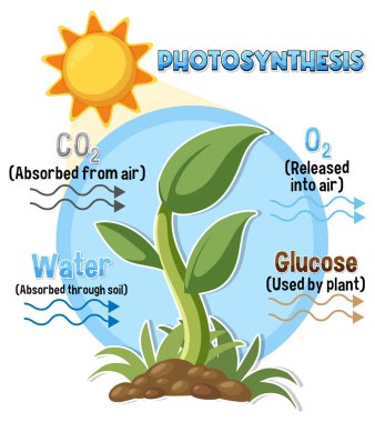 Diagram of Photosynthesis for biology and life science education illustration