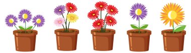 Colorful flower in pot on white background illustration