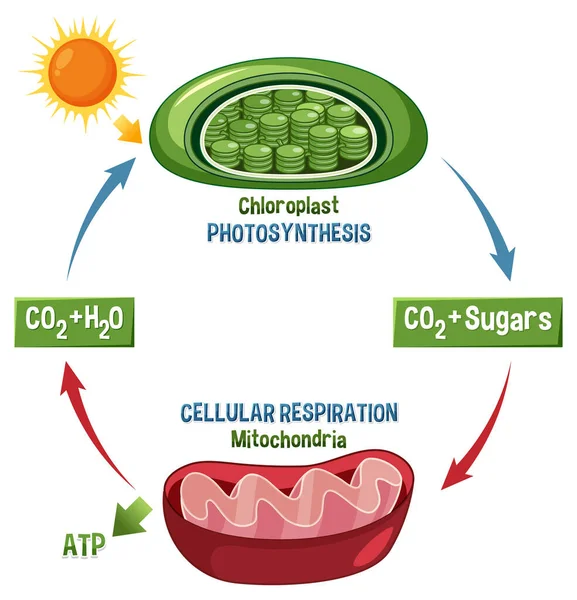 Photosynthesis Cellular Respiration Diagram Illustration — Vector de stock