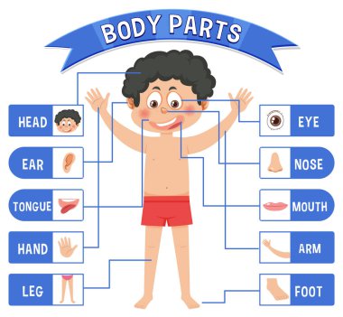 Sözcük dağarcığı illüstrasyonlu vücut parçaları