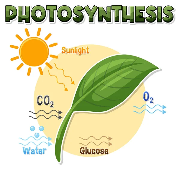 Diagrama Fotosíntesis Para Biología Educación Ciencias Vida Ilustración — Archivo Imágenes Vectoriales