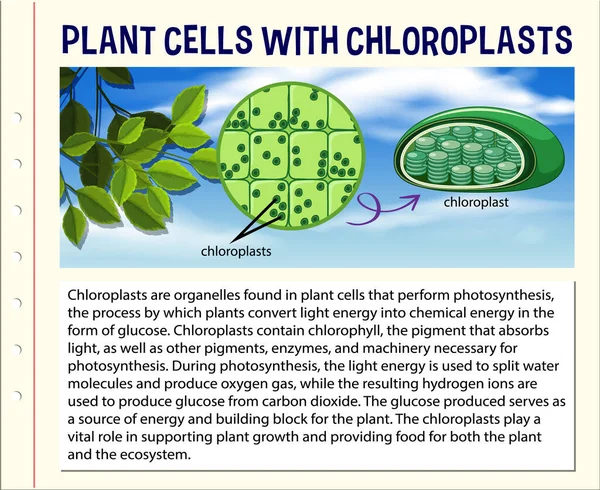 Chloroplast Informace Pro Biologie Vědy Živé Přírodě Ilustrace — Stockový vektor