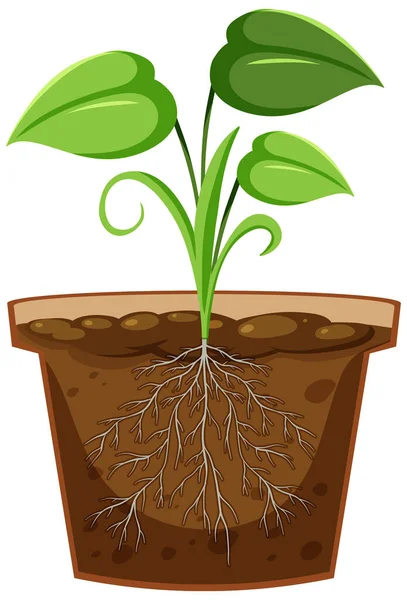 Plant Pot Met Wortel Systeem Illustratie — Stockvector