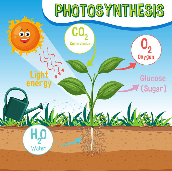 Diagram of Photosynthesis for biology and life science education illustration
