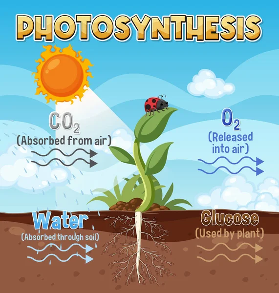 Diagram Photosynthesis Biology Life Science Education Illustration — стоковый вектор
