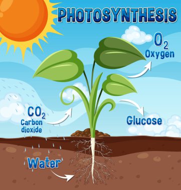 Diagram of Photosynthesis for biology and life science education illustration