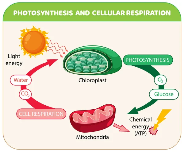 Photosynthesis Cellular Respiration Diagram Illustration — Vettoriale Stock